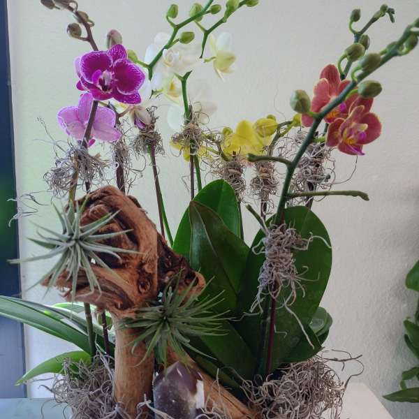 Potted orchid arrangement with pink, white, yellow, and red blooms