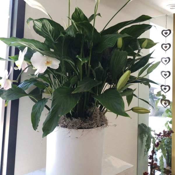 White peace lilies in a tall white pot