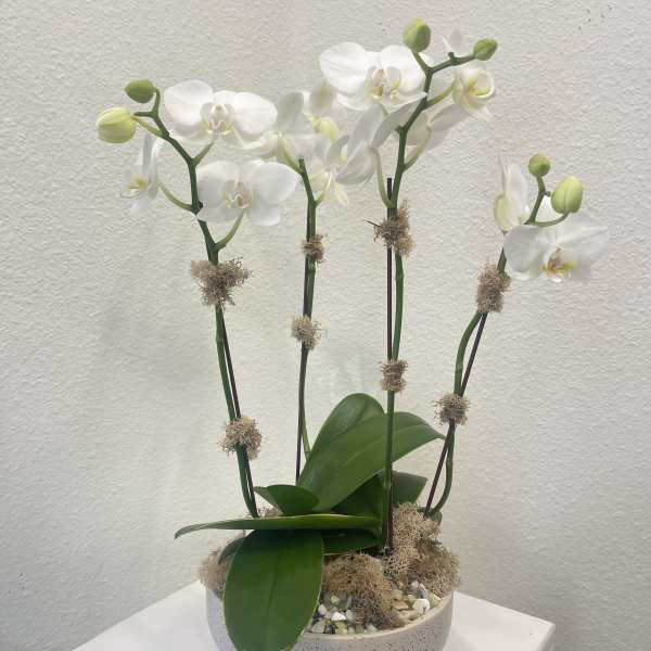White orchid plant in a speckled bowl planter