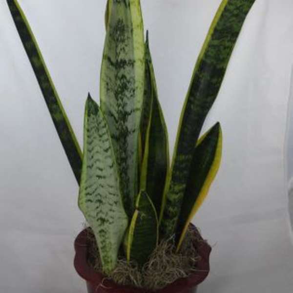 Potted snake plant with tall variegated leaves in a red planter