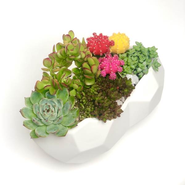 Succulent arrangement in a white geometric planter