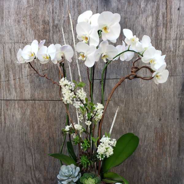White orchids arranged with succulents in a white container