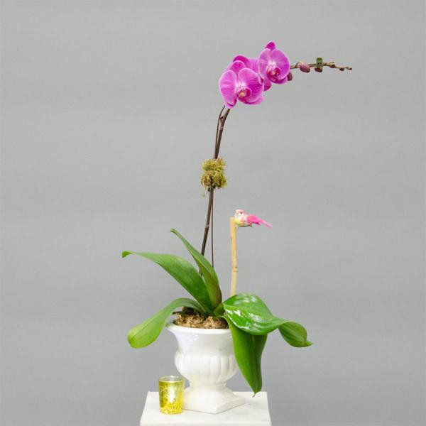 Pink orchid plant in a white urn with a small candle beside it