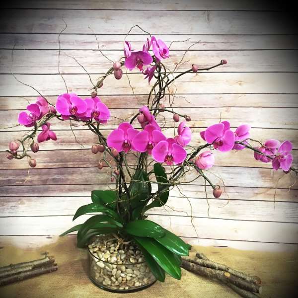 Pink orchids in a glass bowl with pebbles