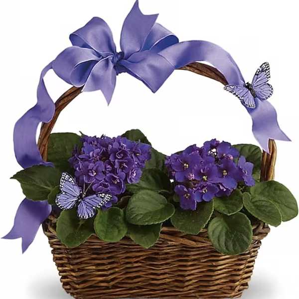 Violets And Butterflies