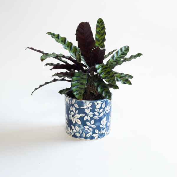 Calathea Rattlesnake Prayer Plant 6 inch Decorative Pot