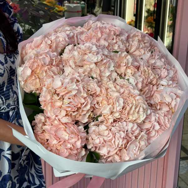 Large bouquet of pale pink hydrangeas wrapped in white paper with a pink ribbon