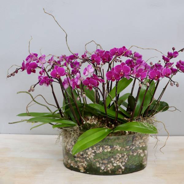 Cluster of bright fuchsia orchids in a low clear glass planter filled with pebbles