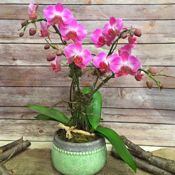 Pink orchid plant in a green ceramic pot