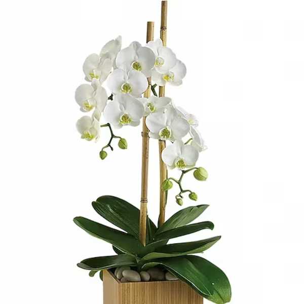 White orchid arrangement in a wooden planter with bamboo stakes