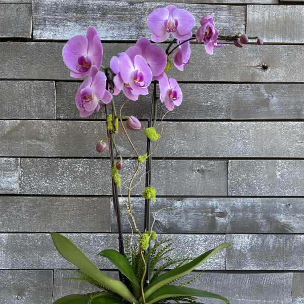 Pink orchid arrangement in a metallic pot with succulents