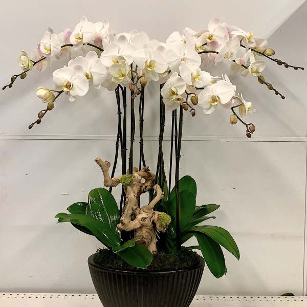 Manzanita