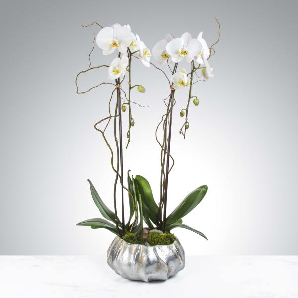 Two Stem Orchid Plant