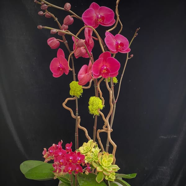 Pink orchids arranged in a tall planter with succulents.