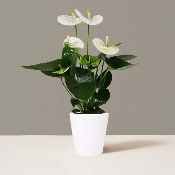 White Anthurium Plant