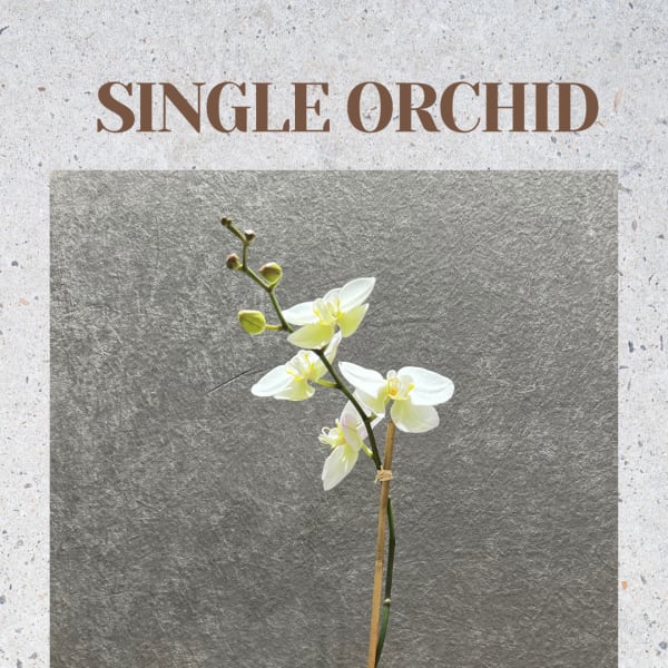 Single white orchid in a white pot with broad green leaves