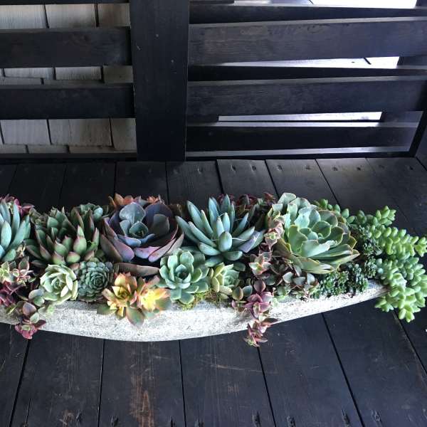 Long succulent arrangement in a shallow concrete planter