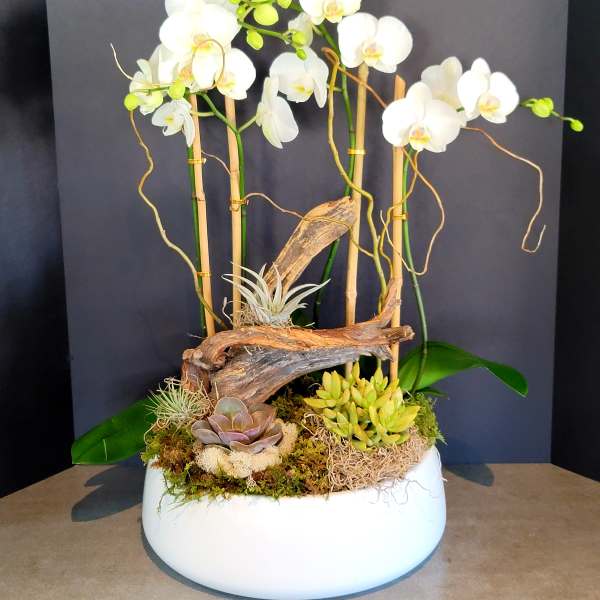Woodsy White Orchids