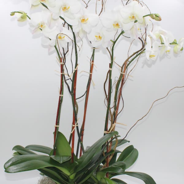 White orchids in a gold container with broad green leaves