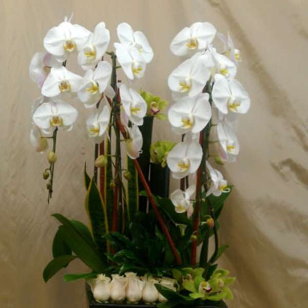 White orchids arranged in a tall black planter