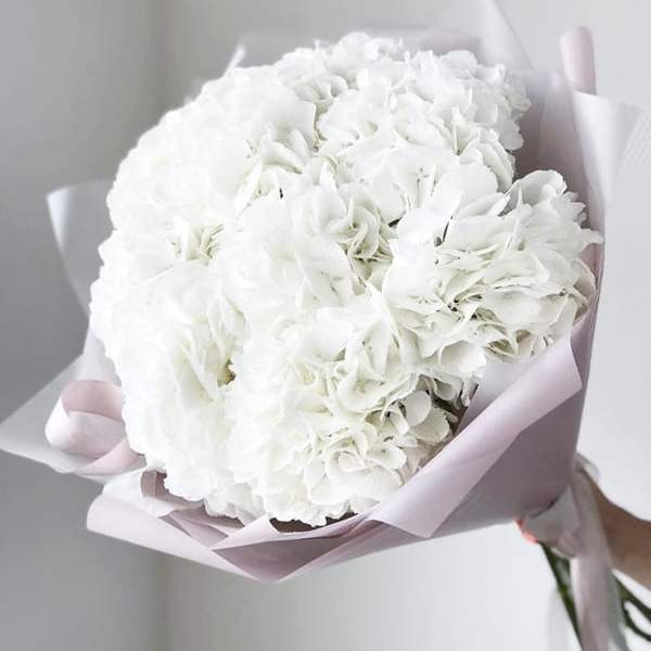 White Cloud Hydrangea
