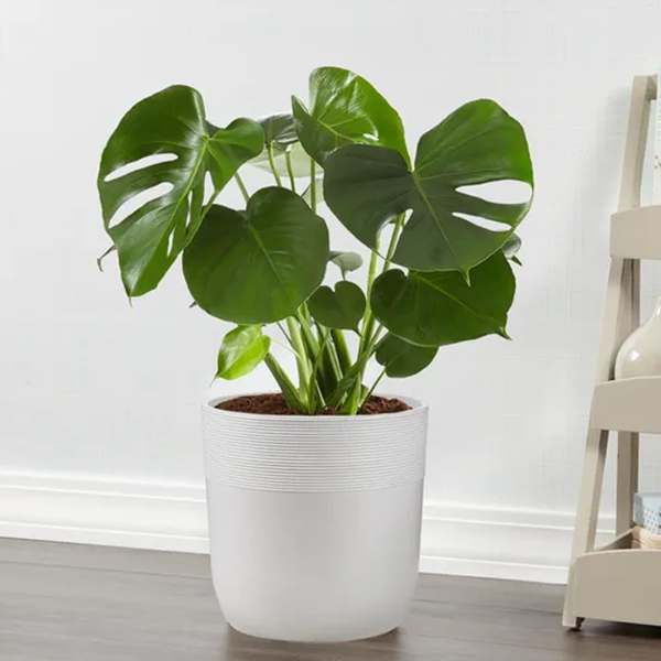 Monstera Deliciosa Floor Plant