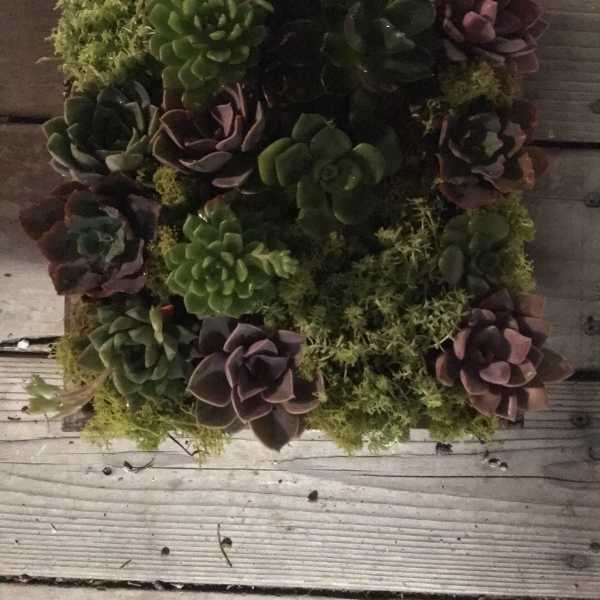 Square succulent arrangement with green and purple rosettes