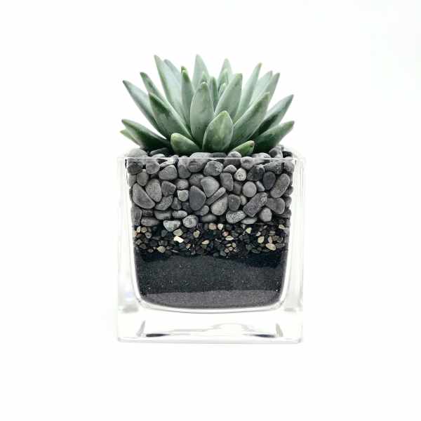 Succulent in a clear square glass planter with layered pebbles