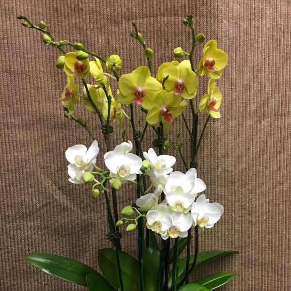 Bright