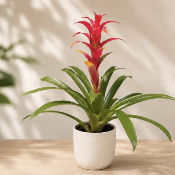 Guzmania Bromeliad