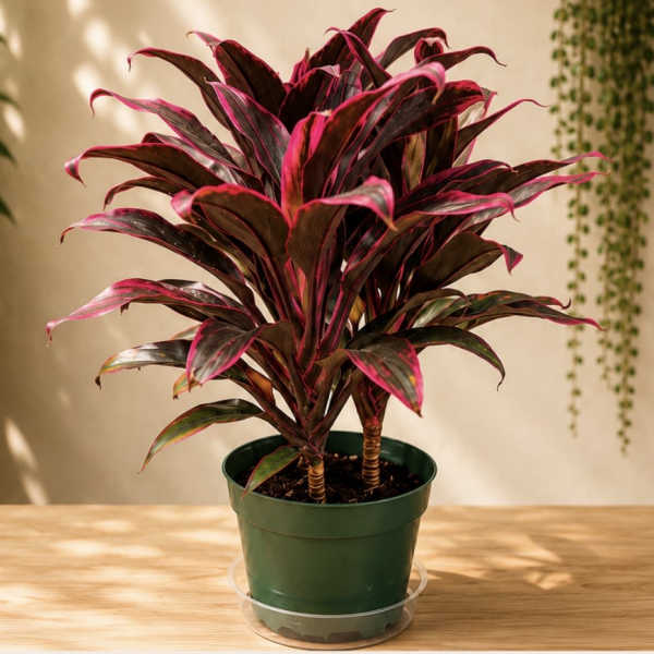Ti Plant (Hawaiian)