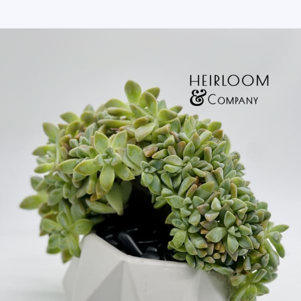 Potted succulent arrangement in a white geometric planter