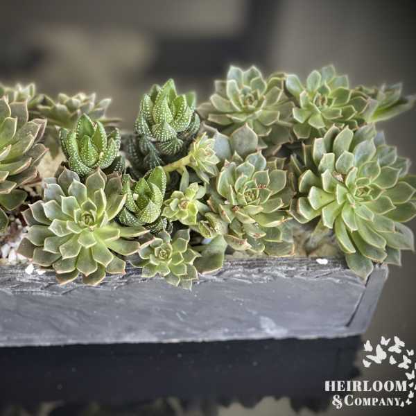 Rectangular planter filled with assorted succulents