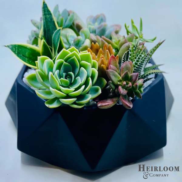 Succulent arrangement in a dark geometric planter