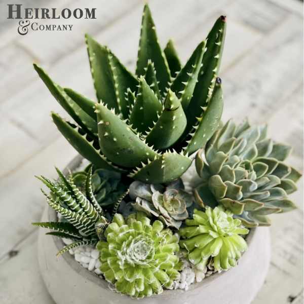 Potted succulent arrangement with assorted green rosettes and spiky aloe-like plants