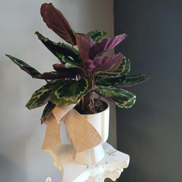 Potted calathea plant with patterned green and purple leaves in a white pot