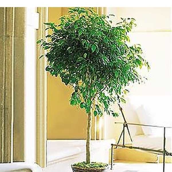 Ficus Tree