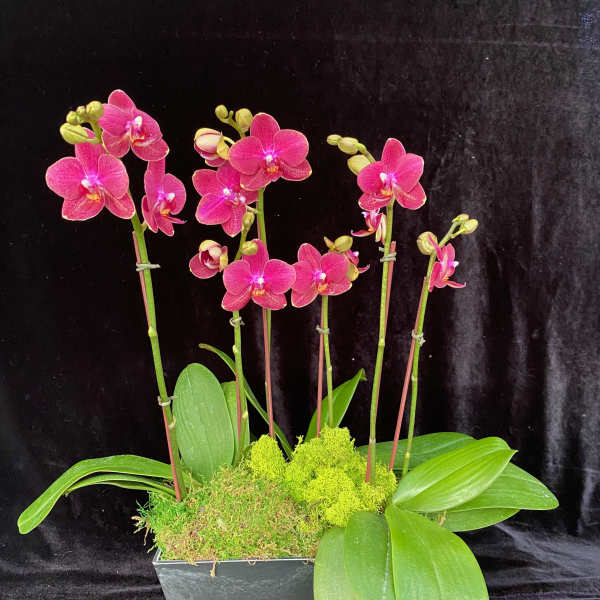 Pink orchids arranged in a rectangular planter with moss