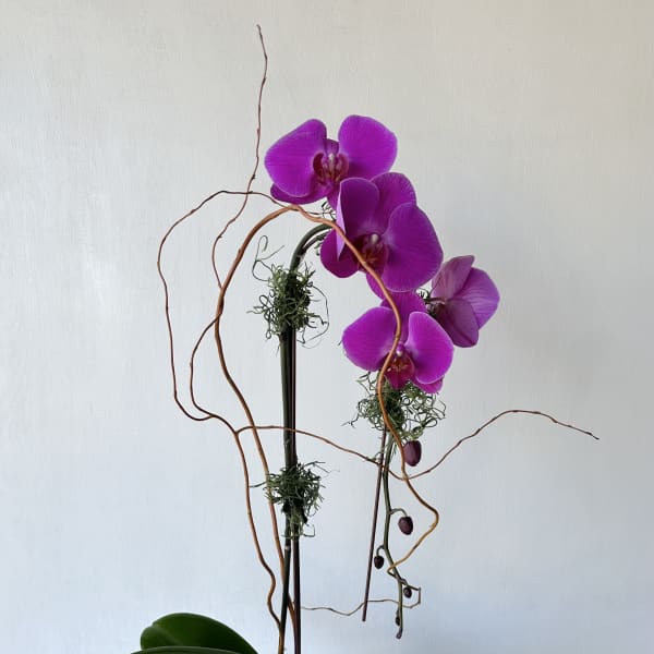 Purple orchids in a white square planter with decorative branches
