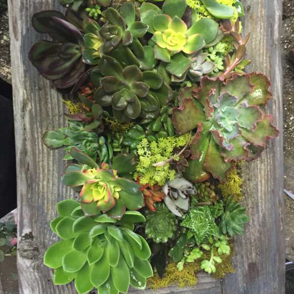 Assorted succulents arranged in a vertical wall planter