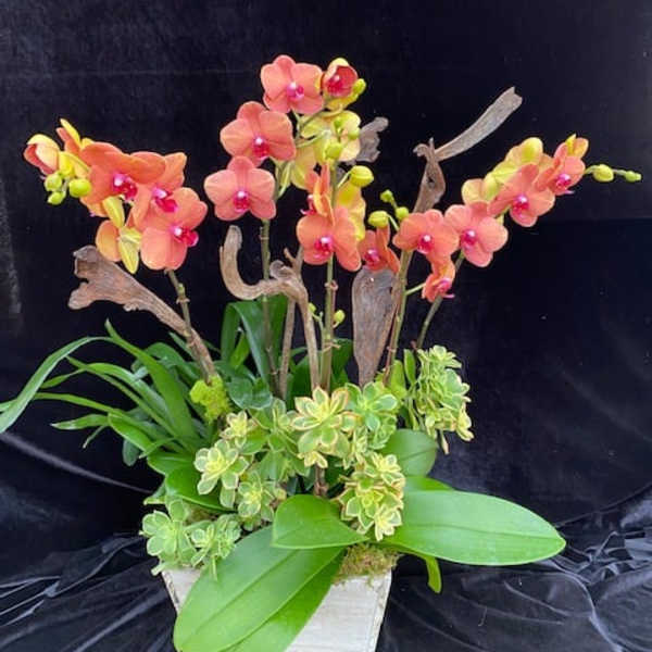 Orange orchid arrangement in a white planter with succulents