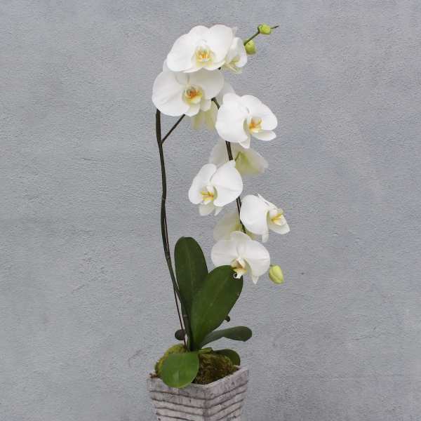 White orchid plant in a square textured pot
