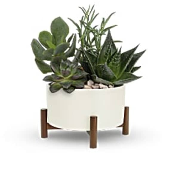 Potted succulent arrangement in a white planter on a wooden stand
