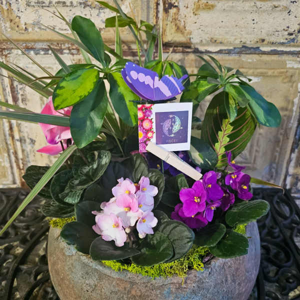 Potted arrangement of purple and pink flowers with a Pisces card