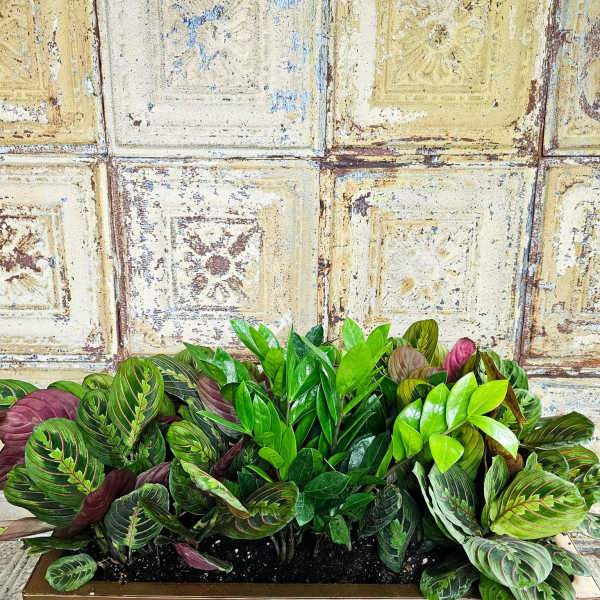 Rectangular planter filled with leafy green and burgundy houseplants