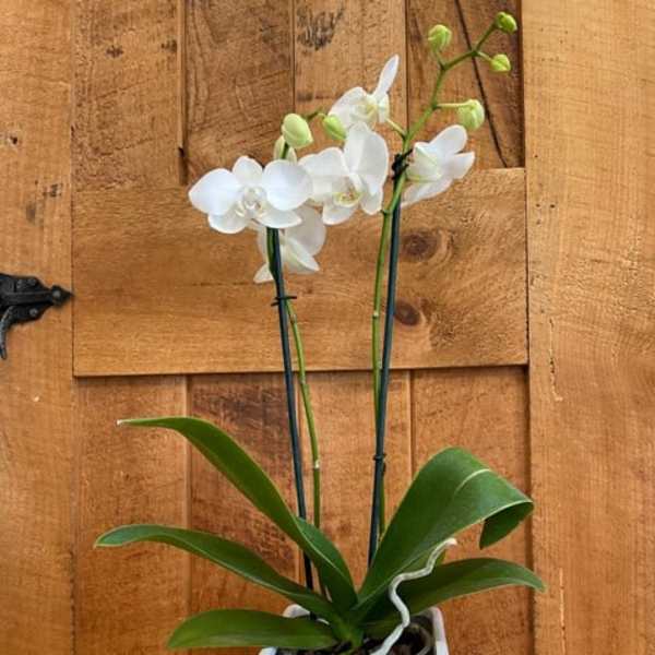 White orchid plant in a square white pot