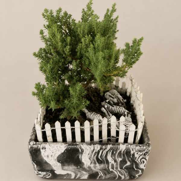 Custom Designed Bonsai Tree