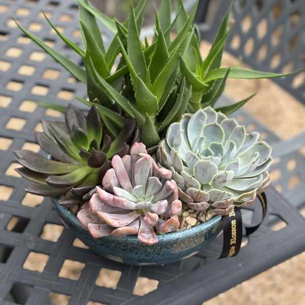 10" Succulent Garden in Low Ceramic Bowl