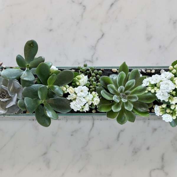 The Sassy Succulent rectangle edition!