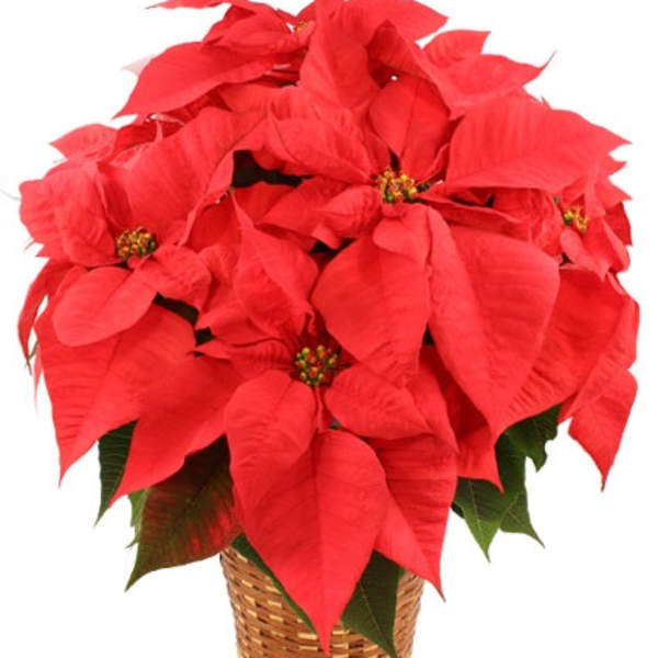 Red poinsettia plant with large bracts in a woven basket container